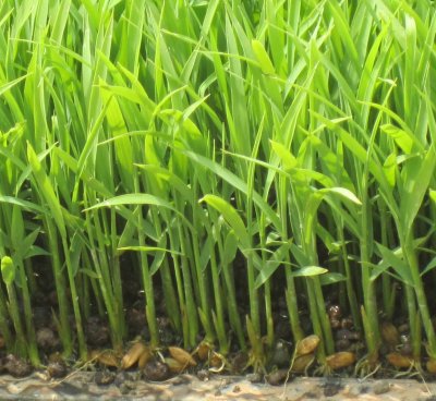 コシヒカリの苗の成長の近況