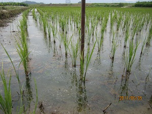 特別栽培米コシヒカリの6/5時点での稲の生長の様子１