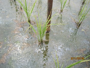 特別栽培米コシヒカリの6/5時点での稲の生長の様子２