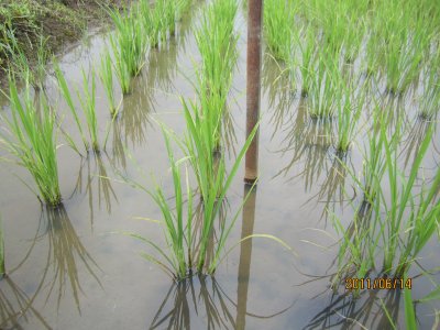 特別栽培米コシヒカリの6/14時点での稲の生長の様子１