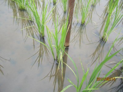 特別栽培米コシヒカリの6/14時点での稲の生長の様子２