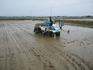 特別栽培米こがねもちの田植えの様子１