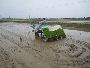 特別栽培米こがねもちの田植えの様子２