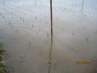 無農薬コシヒカリの稲の成長の様子１