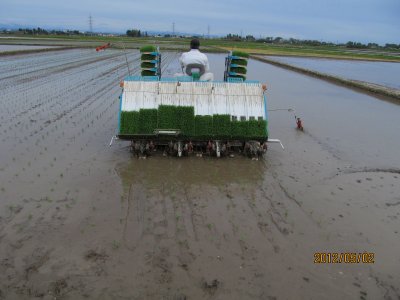 特別栽培米こがねもちの田植えの様子