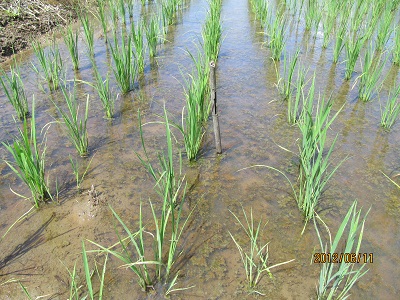新潟産特別栽培米コシヒカリの稲の様子１(約40日後)