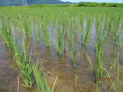 新潟産特別栽培米コシヒカリの稲の様子２(約40日後)