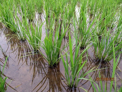 新潟産特別栽培米コシヒカリの稲の様子２(約50日後)