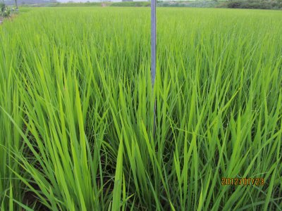 特別栽培米コシヒカリの稲の様子(80日後)