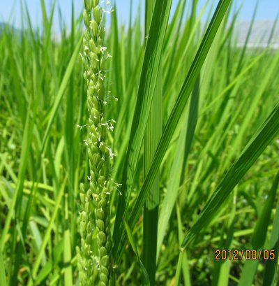 特別栽培米コシヒカリの稲の様子(90日後)