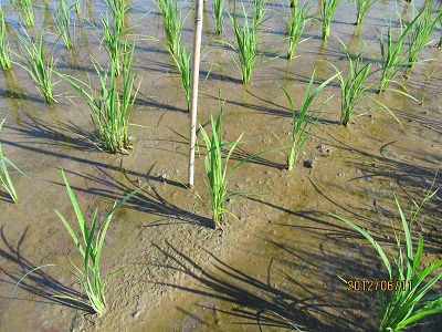 新潟産特別栽培米こがねもちの稲の様子１(約40日後)