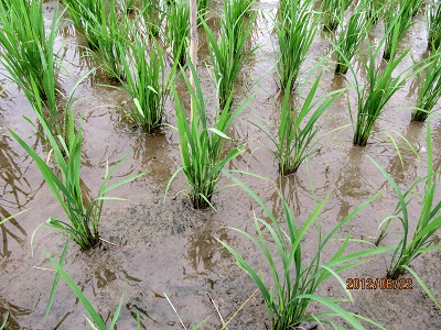 新潟産特別栽培米こがねもちの稲の様子１(約50日後)
