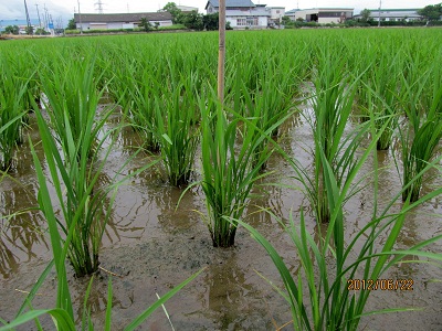 新潟産特別栽培米こがねもちの稲の様子２(約50日後)