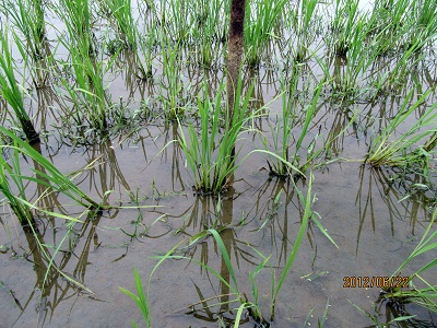 新潟産無農薬コシヒカリの稲の様子１（約40日後）
