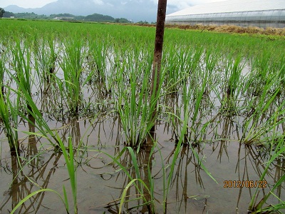 新潟産無農薬コシヒカリの稲の様子２（約40日後）